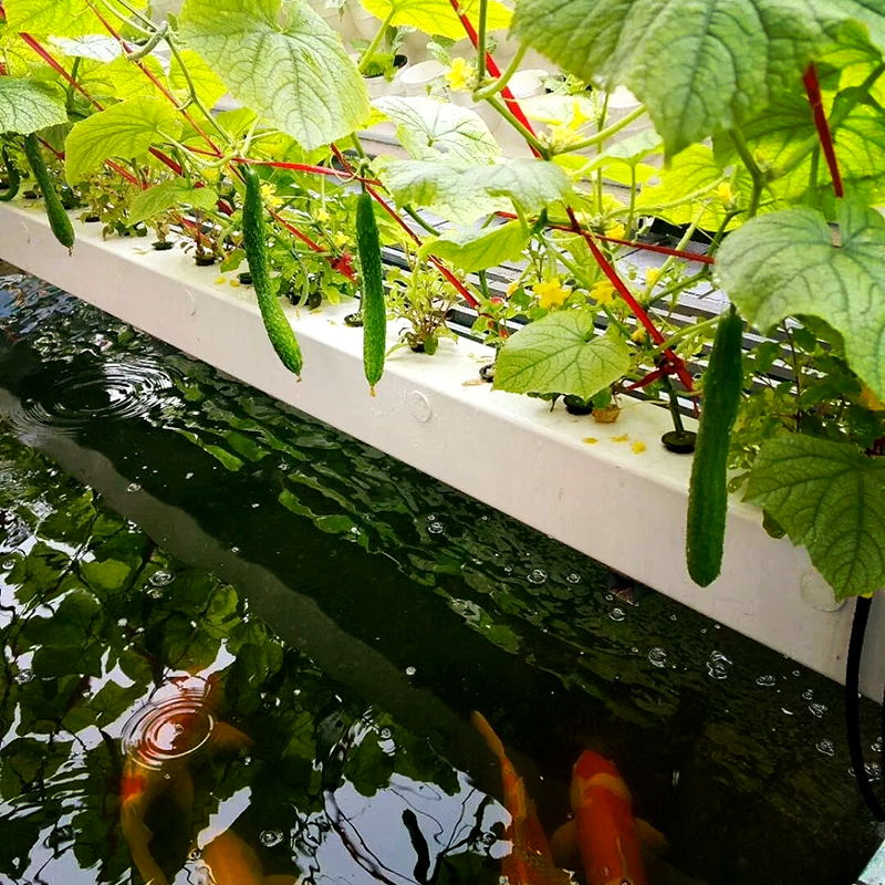 滁州市苗床鱼菜共生 - 方案